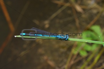 dragonfly sits on leaf