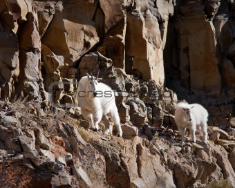 mountain Goats