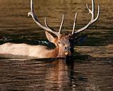 Bull elk swimming