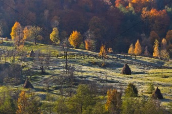 autumn pasture