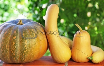 Small pumpkins in green background.