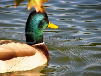 mallard duck close up