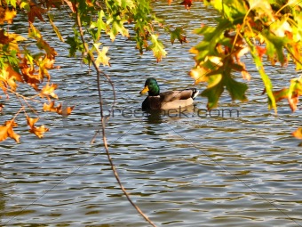 leaves and a duck on the water