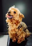 portrait of a yorkshire terrier