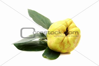 Quince with green leaves.
