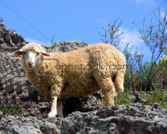 A sheep is eating grass on a beautiful mountain