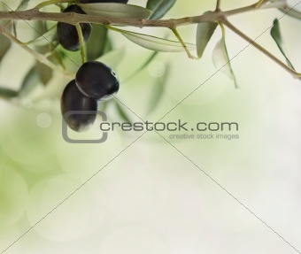Olives design background