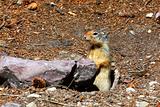 Columbian ground squirrel (Urocitellus columbianus)