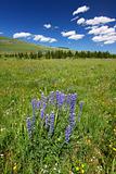 Bighorn National Forest Wildflowers