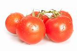 Fresh Tomatoes 