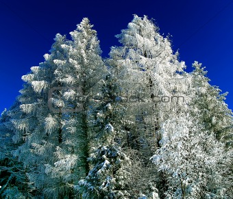 winter spruce