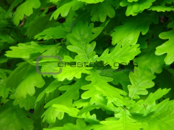 Oak Green leaves