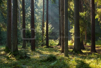 Old coniferous stand of Bialowieza Forest in summer morning