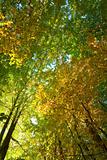autumn beech forest