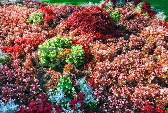 flowerbed composition