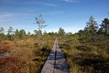 Swamp Viru  in Estonia.The nature of Estonia.