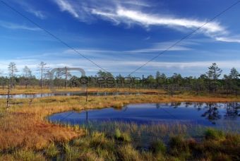 Swamp Viru  in Estonia.The nature of Estonia.
