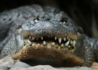 Alligator head front