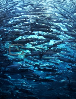 Crowded fish shoal