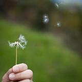 Spreading the seeds. Hand holding a Dandelion
