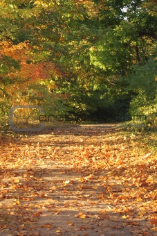 Autumn leaf covered path