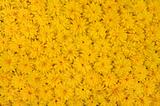 Group of Rudbeckia laciniata flower heads - yellow daisy background