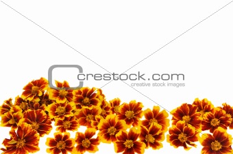 Marigold  flower heads over white background