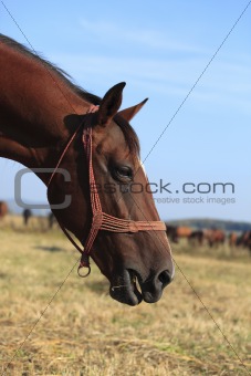 Profile Of A Horse