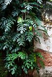 Leaves, and old walls.