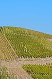 Wine Field