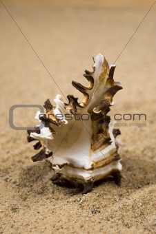 Macro studio shot of beautiful sea shell on a yellow sand
