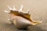 Macro studio shot of beautiful sea shell on a yellow sand.