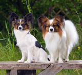 Two Papillons