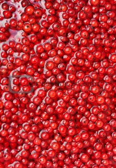 Fresh red currant berries in water - background