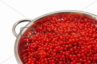 Fresh red currant berries with water drops in colander - isolated