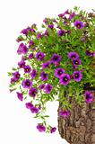 Petunia, Surfinia flowers on tree trunk over white background