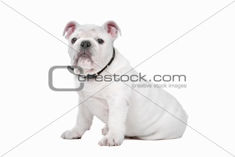 White English bulldog puppy