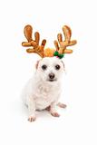Little white dog with antler ears