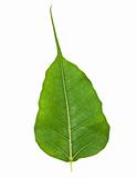 Bodhi or Sacred Fig Leaf Isolated