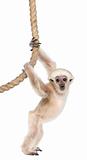 Young Pileated Gibbon, 4 months old, Hylobates Pileatus, hanging from rope in front of white background