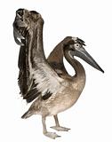 Young pelican, 2 months old, in front of white background