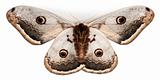 The largest European Moth, the Giant Peacock Moth, Saturnia pyri, in front of white background