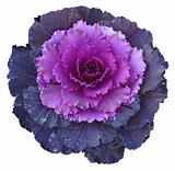 Purple Cabbage Flower