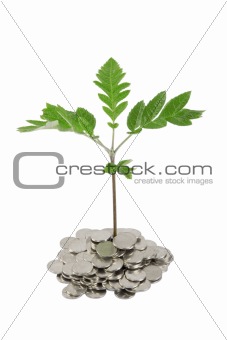 Green plant growing from the coins