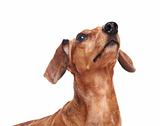 dachshund dog looking up