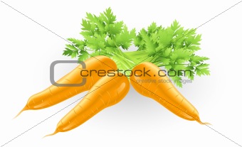 Fresh tasty orange carrots illustration