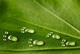 Water footprints on leaf