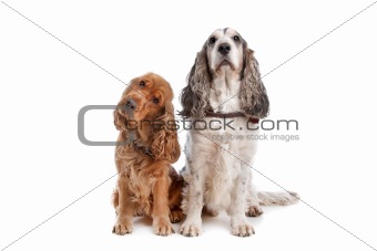 Two English Cocker Spaniel dogs