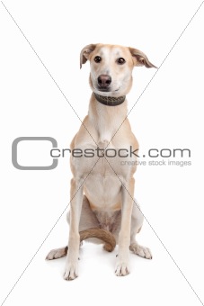 Mixed breed dog
