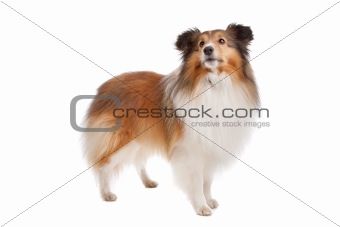 Shetland sheepdog